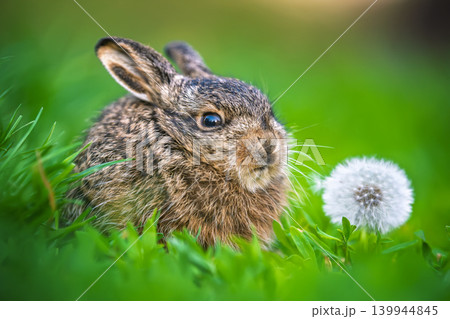 Leveret sitting near dandelion seed head in green grass 139944845