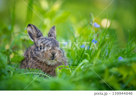 Young wild hare sitting among green meadow grass Young wild hare sitting among green meadow grass 139944846