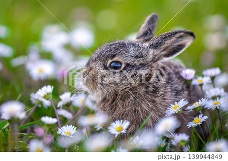 Little hare sitting in a spring daisy meadow 139944849