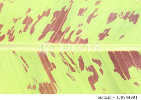 Banana plant with Red variegated leaf on bag Banana plant with Red variegated leaf on bag 139944991
