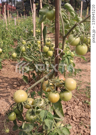 ripe tomato on tree in farm 139945210