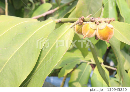 Velvet Apples fruit on tree in farm Velvet Apples fruit on tree in farm 139945220