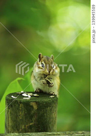夢中でヒマワリの種を頬張るシマリス 夢中でヒマワリの種を頬張るシマリス 139945589
