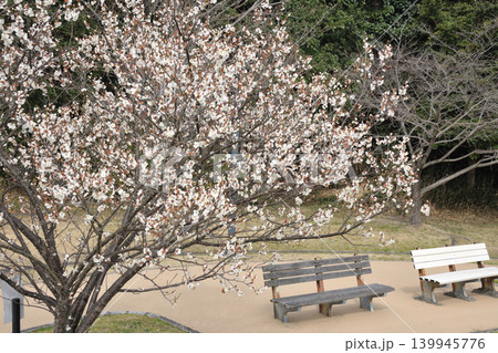 南部丘陵公園の梅林 139945776