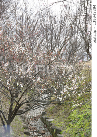 南部丘陵公園の梅林 139945894