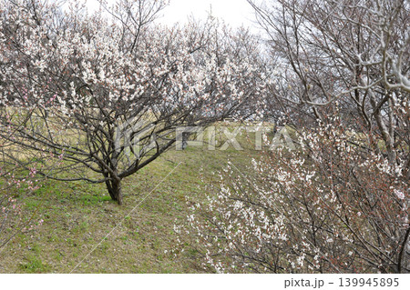 南部丘陵公園の梅林 南部丘陵公園の梅林 139945895