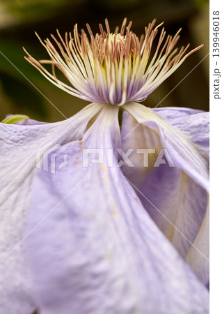 Macro View Of Delicate Purple Clematis Flower 139946018