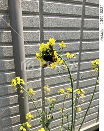菜の花と蜂 菜の花と蜂 139946224