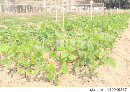 Soybean plant on farm for harvest Soybean plant on farm for harvest 139946837