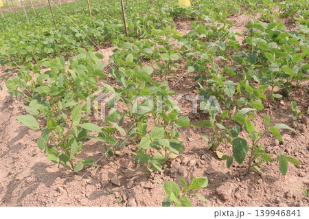 Soybean plant on farm for harvest 139946841