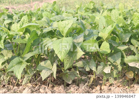 Soybean plant on farm for harvest Soybean plant on farm for harvest 139946847
