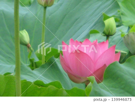 夏の花、「 蓮 /ハス 」 夏の花、「 蓮 /ハス 」 139946873