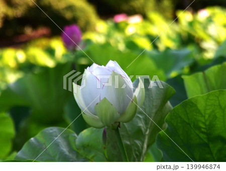 白い「蓮の花」 白い「蓮の花」 139946874