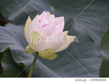 夏 の 花 「蓮 /ハス」 夏 の 花 「蓮 /ハス」 139946880