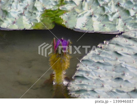 紫色の花、オニバス(鬼 蓮) 紫色の花、オニバス(鬼 蓮) 139946887