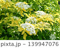 セイヨウニワトコ　Elder 139947076