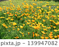 ハナビシソウ　California poppy 139947082