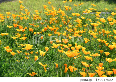 ハナビシソウ　California poppy 139947082