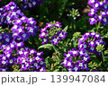 バーベナ　Verbena 139947084