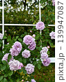 バラ「レイニー・ブルー」 Rose 'Rainy Blue' 139947087