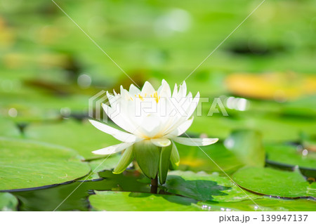 水辺のスイレンの花 水辺のスイレンの花 139947137