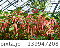 ベニヒモノキ　Chenille plant 139947208