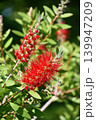 ブラシノキ　Bottlebrush 139947209