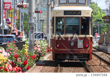 バラが咲き乱れる都電荒川線 バラが咲き乱れる都電荒川線 139947268