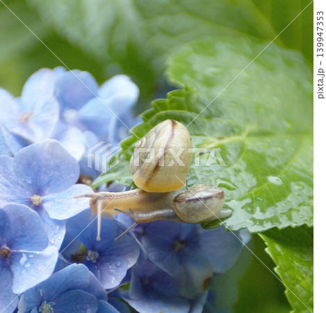 青いアジサイの花の葉の上にいる2匹のカタツムリ 青いアジサイの花の葉の上にいる2匹のカタツムリ 139947353