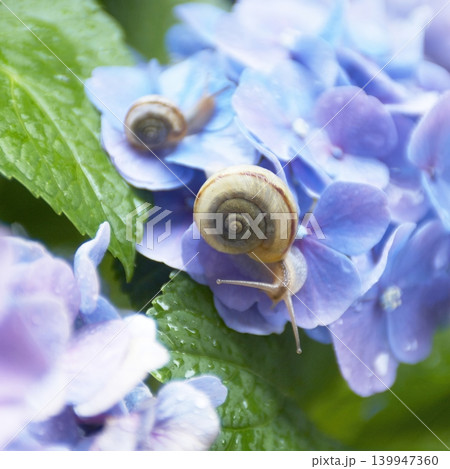 青いアジサイの花の葉の上にいる2匹のカタツムリ 青いアジサイの花の葉の上にいる2匹のカタツムリ 139947360
