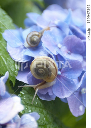 青いアジサイの花の葉の上にいる2匹のカタツムリ 青いアジサイの花の葉の上にいる2匹のカタツムリ 139947361