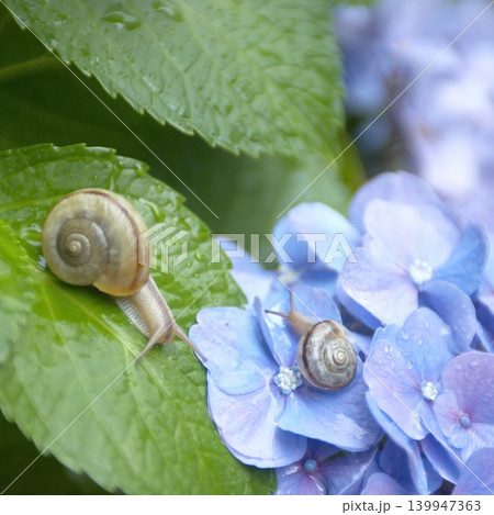 青いアジサイの花の葉の上にいる2匹のカタツムリ 青いアジサイの花の葉の上にいる2匹のカタツムリ 139947363
