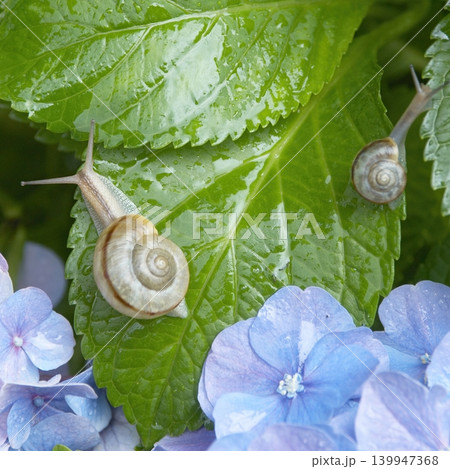 青いアジサイの花の葉の上にいる2匹のカタツムリ 青いアジサイの花の葉の上にいる2匹のカタツムリ 139947368