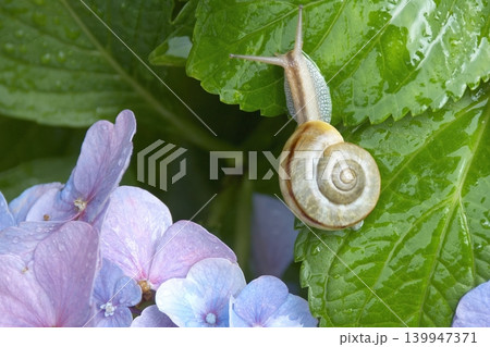 青いアジサイの花の葉の上にいる2匹のカタツムリ 139947371