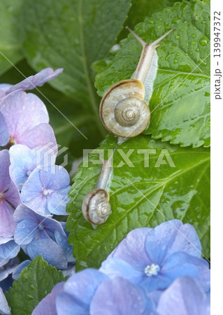 青いアジサイの花の葉の上にいる2匹のカタツムリ 青いアジサイの花の葉の上にいる2匹のカタツムリ 139947372