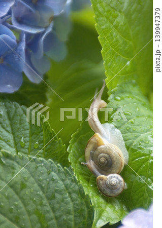 青いアジサイの花の葉の上にいる2匹のカタツムリ 青いアジサイの花の葉の上にいる2匹のカタツムリ 139947379
