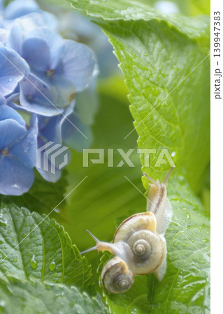 青いアジサイの花の葉の上にいる2匹のカタツムリ 青いアジサイの花の葉の上にいる2匹のカタツムリ 139947383