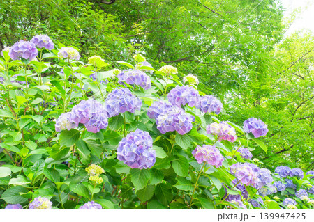 紫陽花の花 139947425