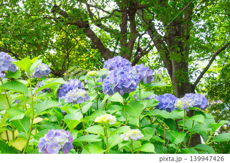 紫陽花の花 139947426