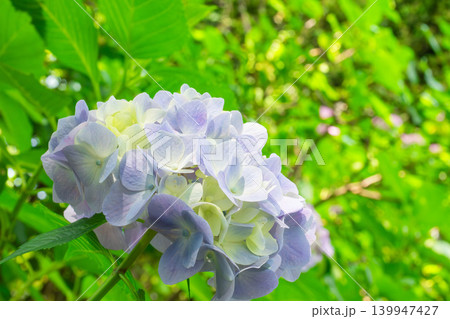 紫陽花の花 紫陽花の花 139947427