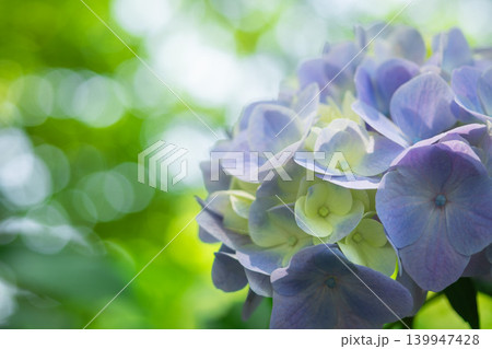 紫陽花の花 139947428