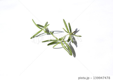 It is rosemary placed against a white background. It is rosemary placed against a white background. 139947478
