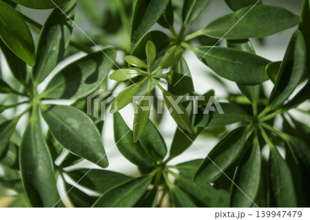 It is a close-up of a Schefflera arboricola leaf. It is a close-up of a Schefflera arboricola leaf. 139947479