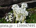 オーニソガラム・ティルソイデス　Chincherinchee 139947495