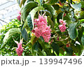 メディニラ・マグニフィカ　Showy Medinilla 139947496