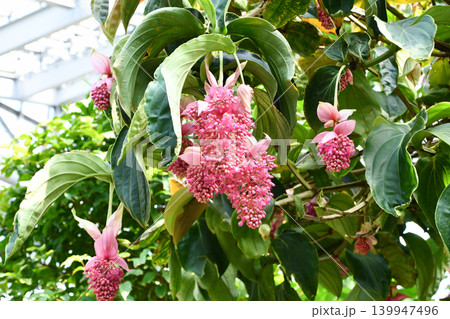 メディニラ・マグニフィカ Showy Medinilla メディニラ・マグニフィカ Showy Medinilla 139947496