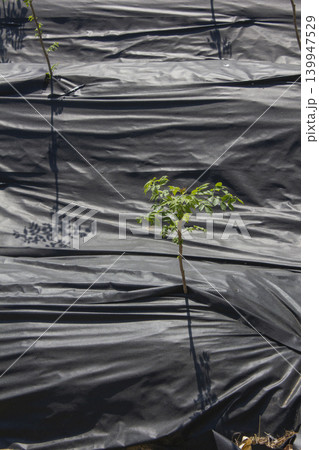 It is a neatly organized field of Aralia sprout It is a neatly organized field of Aralia sprout 139947529