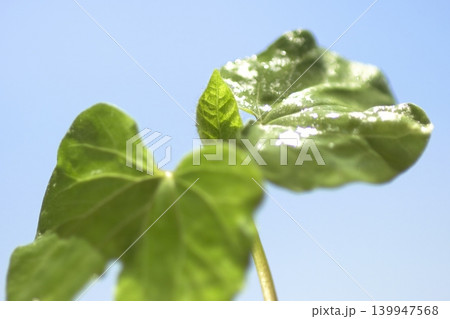 青空を背景にした朝顔の双葉のクローズアップ 青空を背景にした朝顔の双葉のクローズアップ 139947568