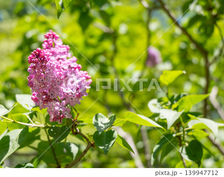 紫色のライラックの花が咲く、北海道の春の風景 139947712