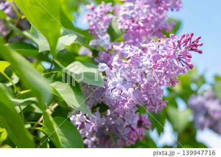 紫色のライラックの花が咲く、北海道の春の風景 紫色のライラックの花が咲く、北海道の春の風景 139947716